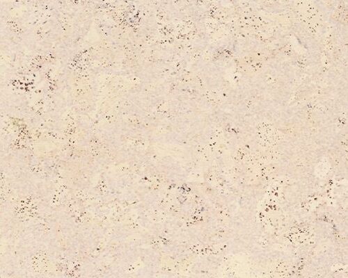 Maderia White
